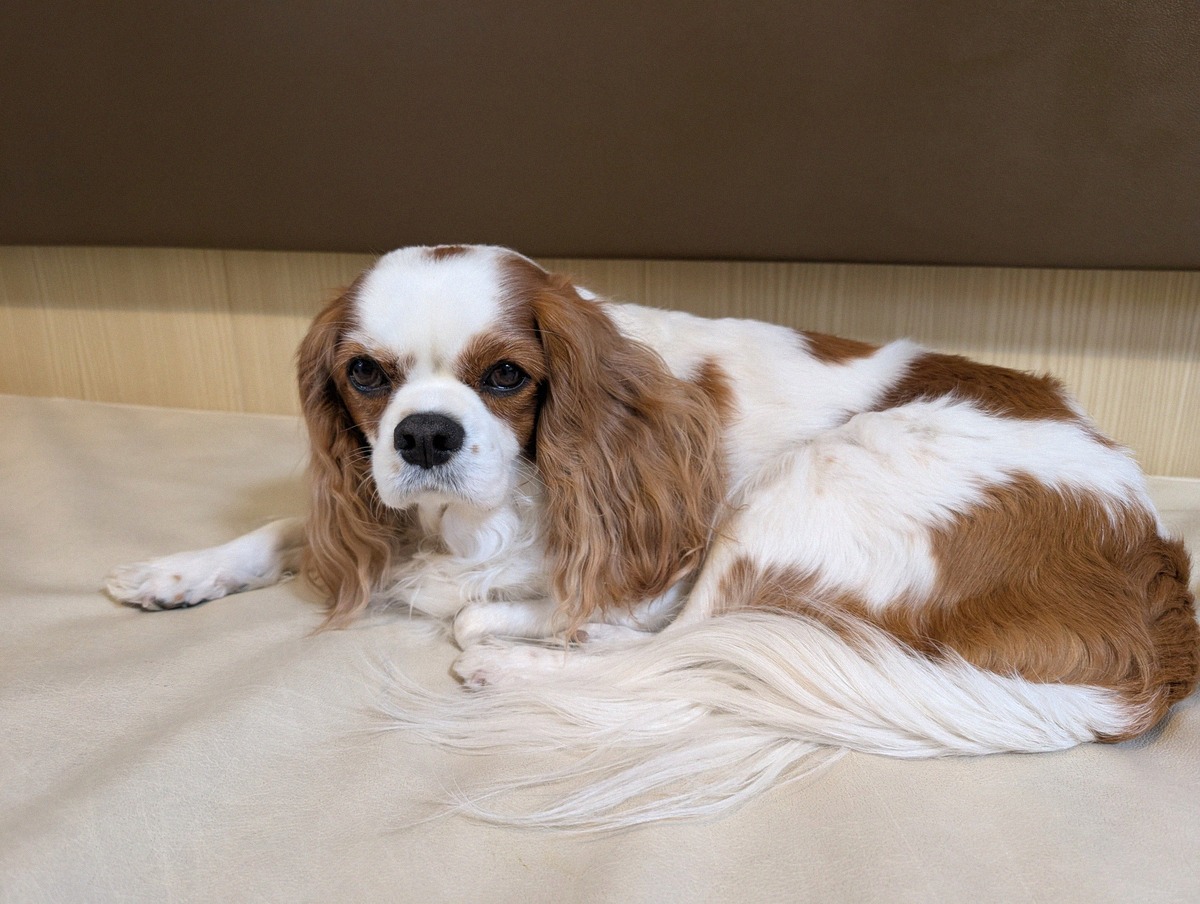 Cavalier King Charles Spaniel resting in a pet cabin on board a ferry